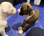 Small Photo #12 Boxer Puppy For Sale in EAST FISHKILL, NY, USA