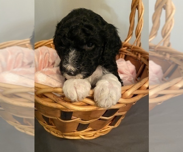 Medium Photo #8 Sheepadoodle Puppy For Sale in ANDERSON, IN, USA