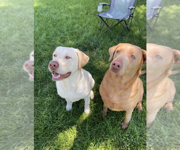 Medium Photo #1 Labrador Retriever Puppy For Sale in LEASBURG, MO, USA