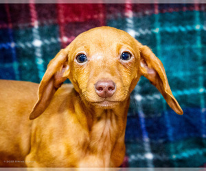 Dachshund Puppy for sale in WAKARUSA, IN, USA