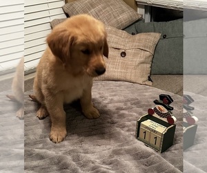 Golden Retriever Puppy for sale in CLEVES, OH, USA