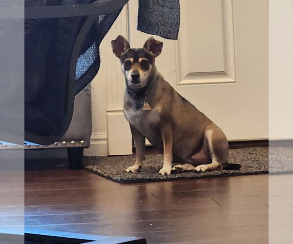 Medium Photo #1 Chihuahua-Unknown Mix Puppy For Sale in Salt Lake City, UT, USA