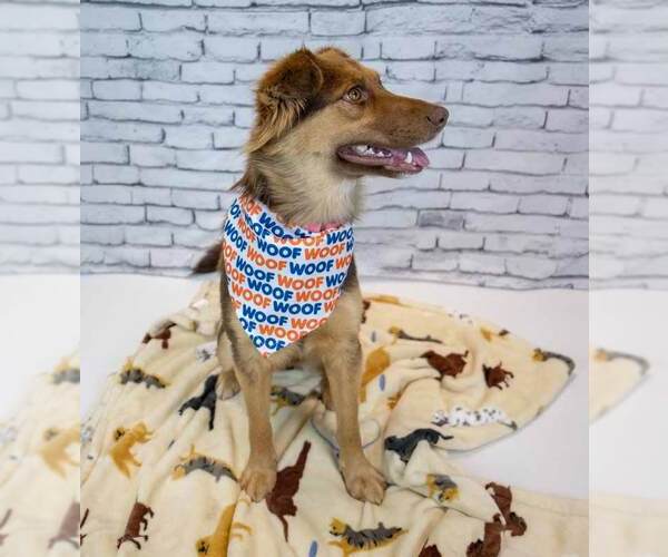 Medium Photo #8 Australian Shepherd-Unknown Mix Puppy For Sale in Kennesaw, GA, USA