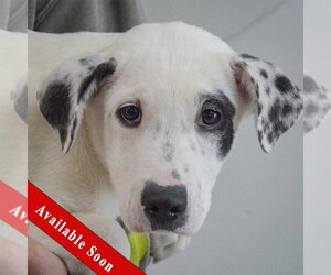 Labrenees Dogs for adoption in Huntley, IL, USA