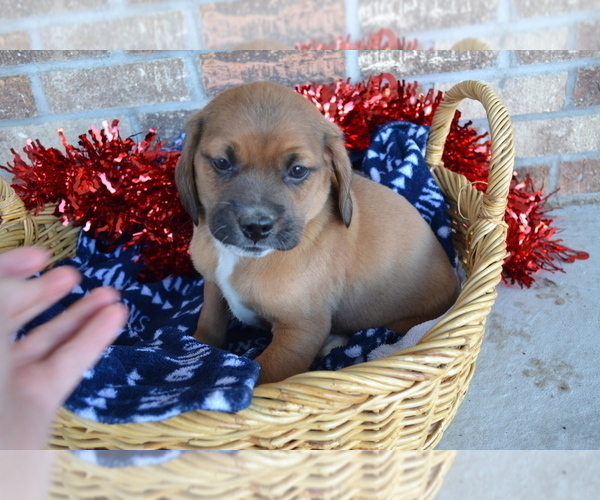 Medium Photo #2 Jug Puppy For Sale in GREENWOOD, WI, USA
