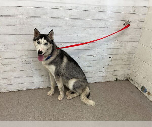 Medium Photo #1 Siberian Husky Puppy For Sale in San Bernardino, CA, USA
