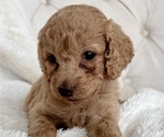 Small Photo #4 Cock-A-Poo Puppy For Sale in CONCORD, NC, USA