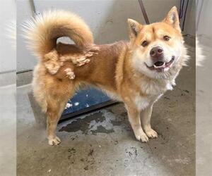 Siberian Husky Dogs for adoption in Camarillo, CA, USA
