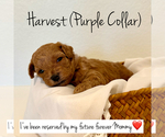 Puppy Harvest Poodle (Toy)