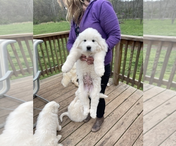 Medium Photo #7 Great Pyrenees Puppy For Sale in RED HOUSE, WV, USA