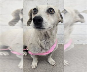 Chihuahua-Unknown Mix Dogs for adoption in San Bernardino, CA, USA