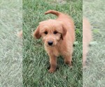Small Photo #28 Goldendoodle (Miniature) Puppy For Sale in SYRACUSE, IN, USA