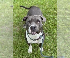 American Staffordshire Terrier Dogs for adoption in Fort Lauderdale, FL, USA