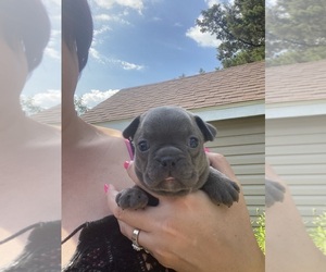 Faux Frenchbo Bulldog Puppy for sale in FREDONIA, KS, USA