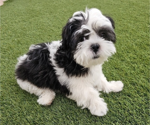 Medium Photo #1 Shih Apso Puppy For Sale in GOODYEAR, AZ, USA