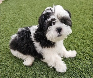Shih Apso Puppy for sale in GOODYEAR, AZ, USA