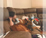 Small #4 Mutt