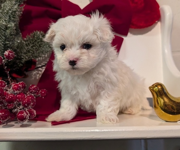 Medium Photo #6 Maltese Puppy For Sale in GOSHEN, IN, USA