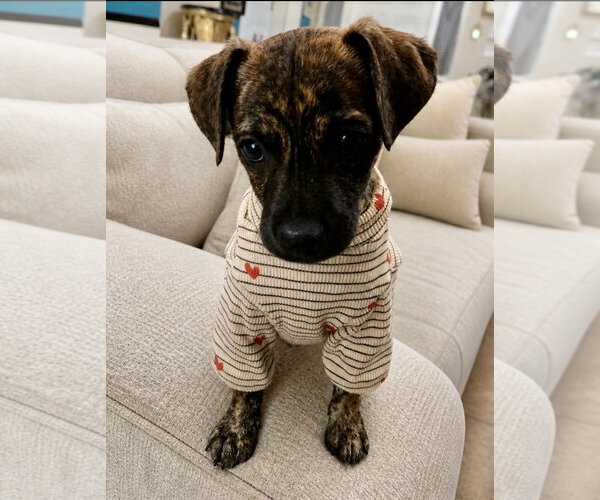 Medium Photo #2 Black Mouth Cur-Dachshund Mix Puppy For Sale in Royal Palm Beach, FL, USA