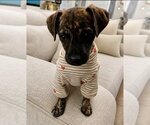 Small #1 Black Mouth Cur-Dachshund Mix