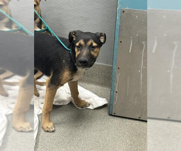 Medium Photo #1 German Shepherd Dog-Unknown Mix Puppy For Sale in Las Vegas, NV, USA