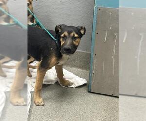 German Shepherd Dog-Unknown Mix Dogs for adoption in Las Vegas, NV, USA
