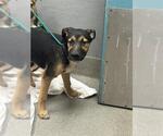 Small German Shepherd Dog Mix