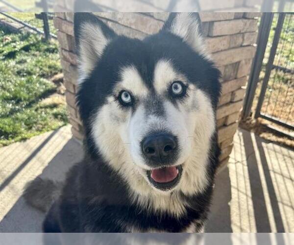 Medium Photo #1 Siberian Husky Puppy For Sale in Pueblo, CO, USA