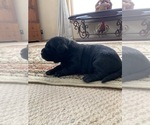 Small Photo #2 Labrador Retriever Puppy For Sale in BYERS, CO, USA