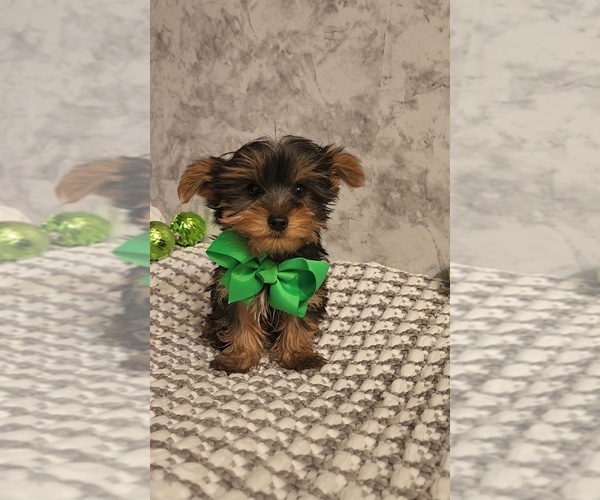 Medium Photo #1 Yorkshire Terrier Puppy For Sale in INDIANAPOLIS, IN, USA