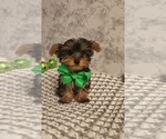 Image preview for Ad Listing. Nickname: Tiny Tucker