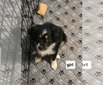 Small Miniature Australian Shepherd