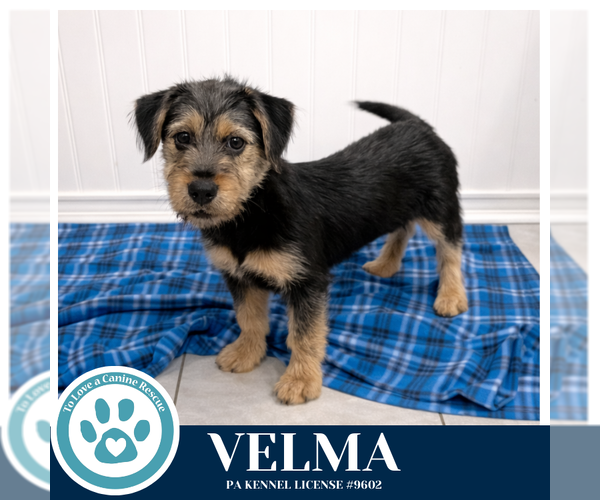 Medium Photo #2 Mutt Puppy For Sale in Kimberton, PA, USA