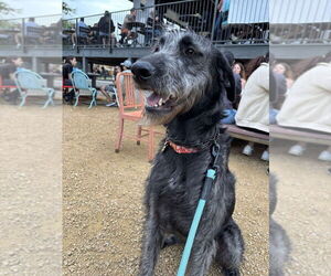Great Dane-Unknown Mix Dogs for adoption in Bullard, TX, USA