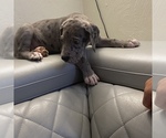 Small Photo #4 Great Dane Puppy For Sale in CLEVELAND, NC, USA