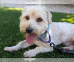Small #1 Maltipoo (Miniature)