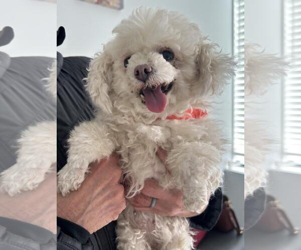 Medium Photo #6 Poodle (Toy) Puppy For Sale in Westminster, MD, USA