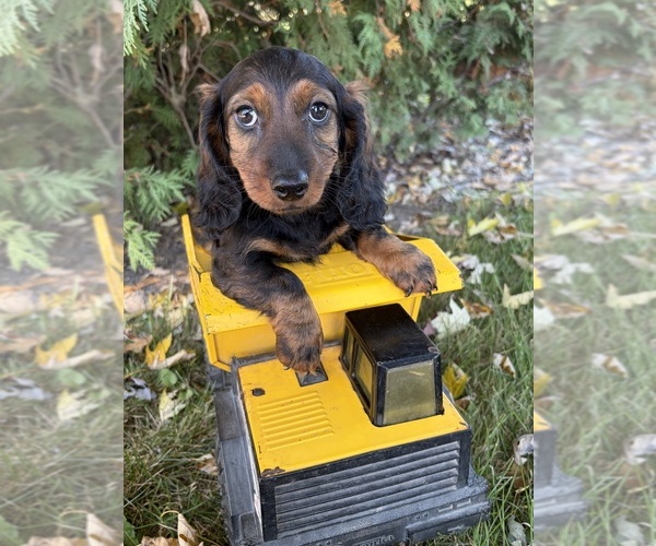 Medium Photo #1 Dachshund Puppy For Sale in MIDDLEBURY, IN, USA