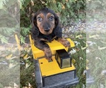 Dominic - Male Dachshund Puppy for Sale - Small photo