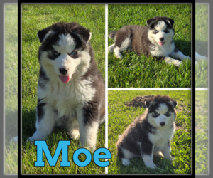 Siberian Husky Puppy for sale in WHEELER, MI, USA