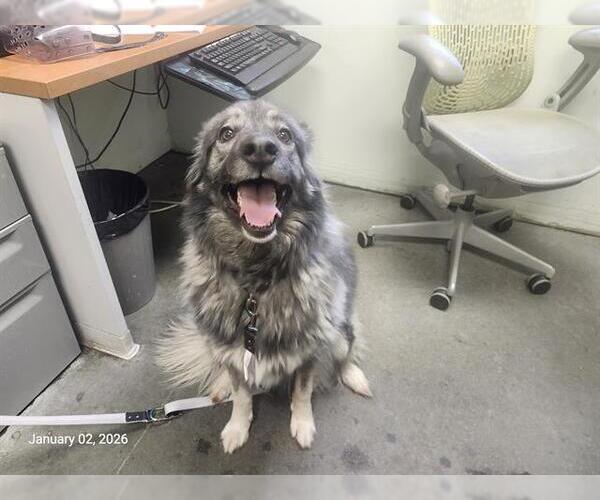 Medium Photo #1 Great Pyrenees-Unknown Mix Puppy For Sale in Santa Cruz, CA, USA