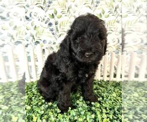 Goldendoodle (Miniature) Puppy for Sale in HENDERSONVILLE, North Carolina USA