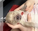 Small #2 Golden Retriever