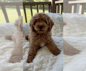 Medium Goldendoodle (Miniature)