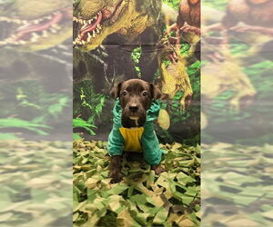 Labrador Retriever-Unknown Mix Dogs for adoption in Clarkston, MI, USA