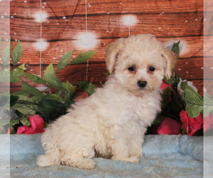 Bichpoo Puppy for sale in PENNS CREEK, PA, USA