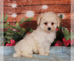Small Photo #1 Bichpoo Puppy For Sale in PENNS CREEK, PA, USA
