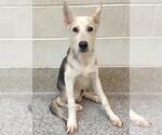 Small #2 Siberian Husky Mix