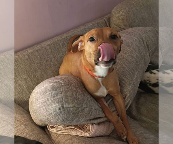 Medium Photo #1 American Pit Bull Terrier-Unknown Mix Puppy For Sale in Germantown, OH, USA