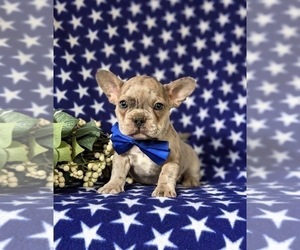 French Bulldog Puppy for sale in QUARRYVILLE, PA, USA